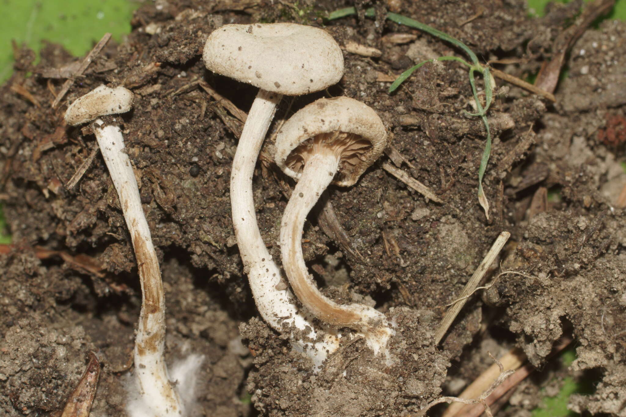 Image of Entoloma undatum (Gillet) M. M. Moser 1978