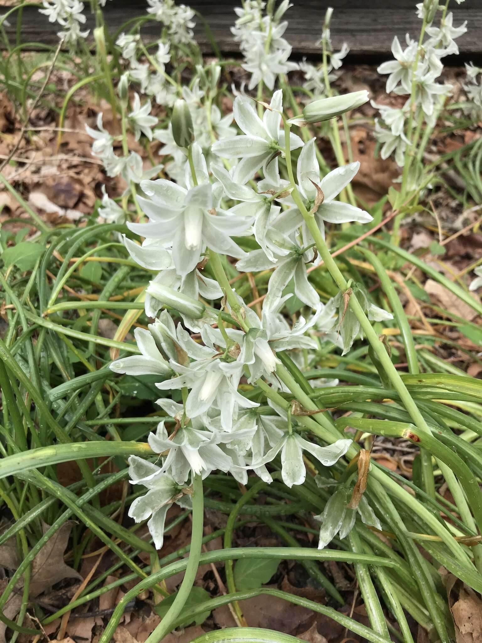 Image of drooping star of Bethlehem