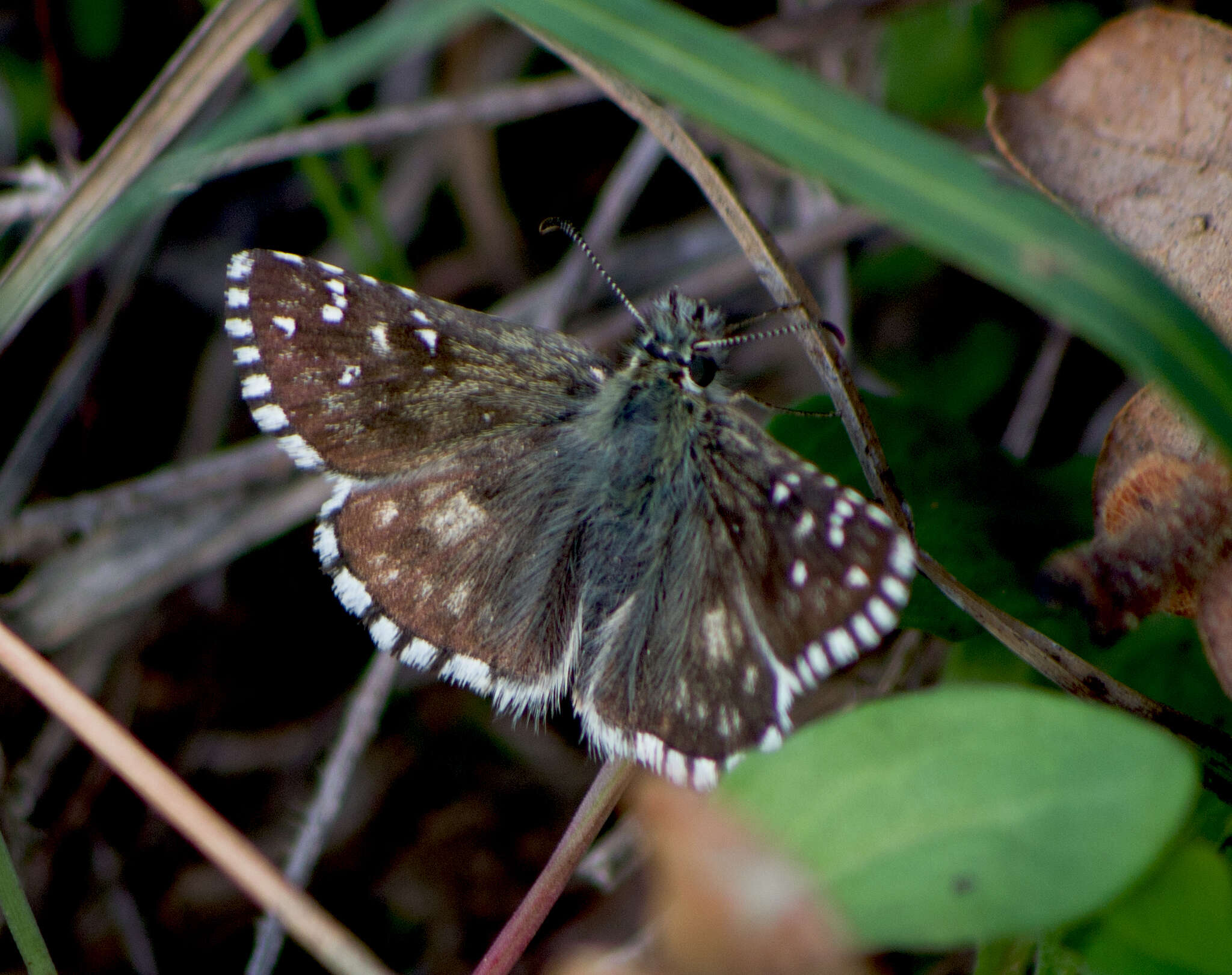 Image of oberthürs grizzled skipper