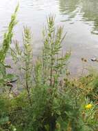 Image of fringed willowherb