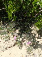 Image of Tephrosia palmeri S. Watson
