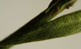 Image of Leggett's pinweed