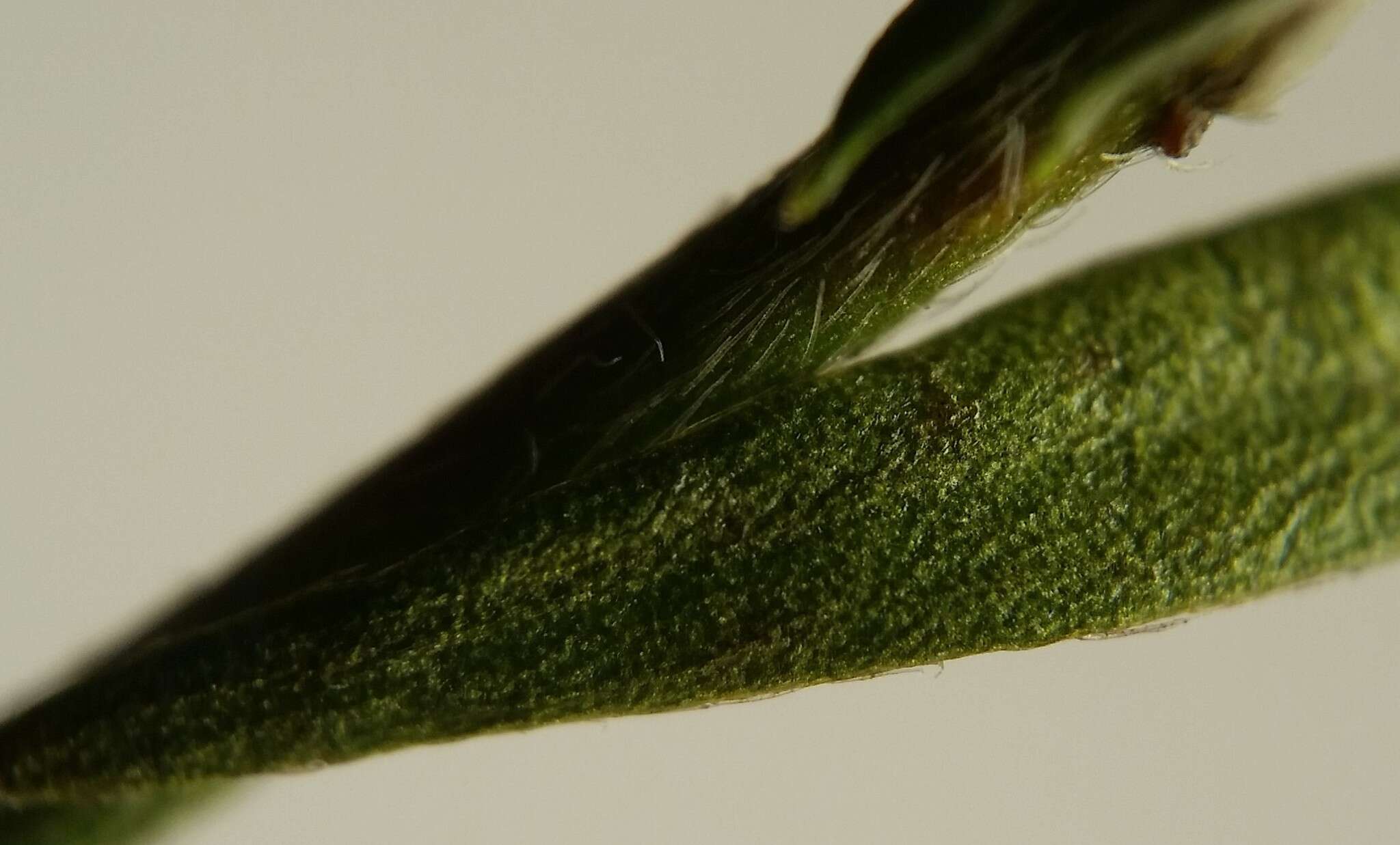 Image of Leggett's pinweed