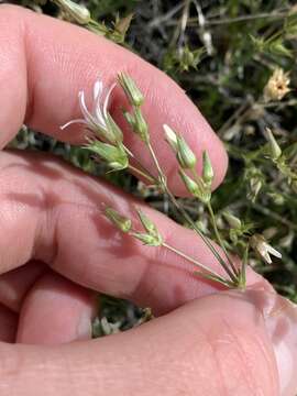 Image of Meadow Valley sandwort