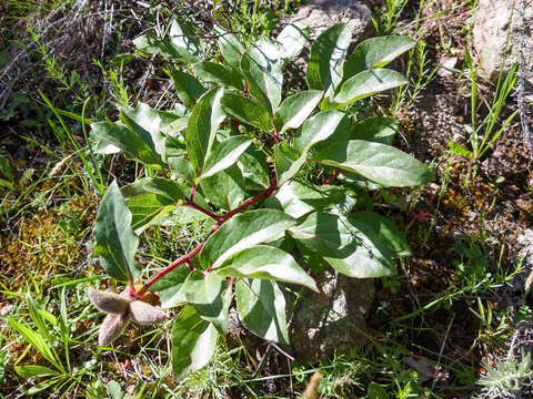 Image of Paeonia coriacea Boiss.