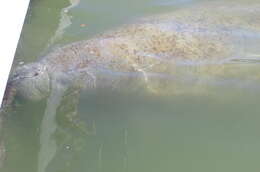 Image of manatees