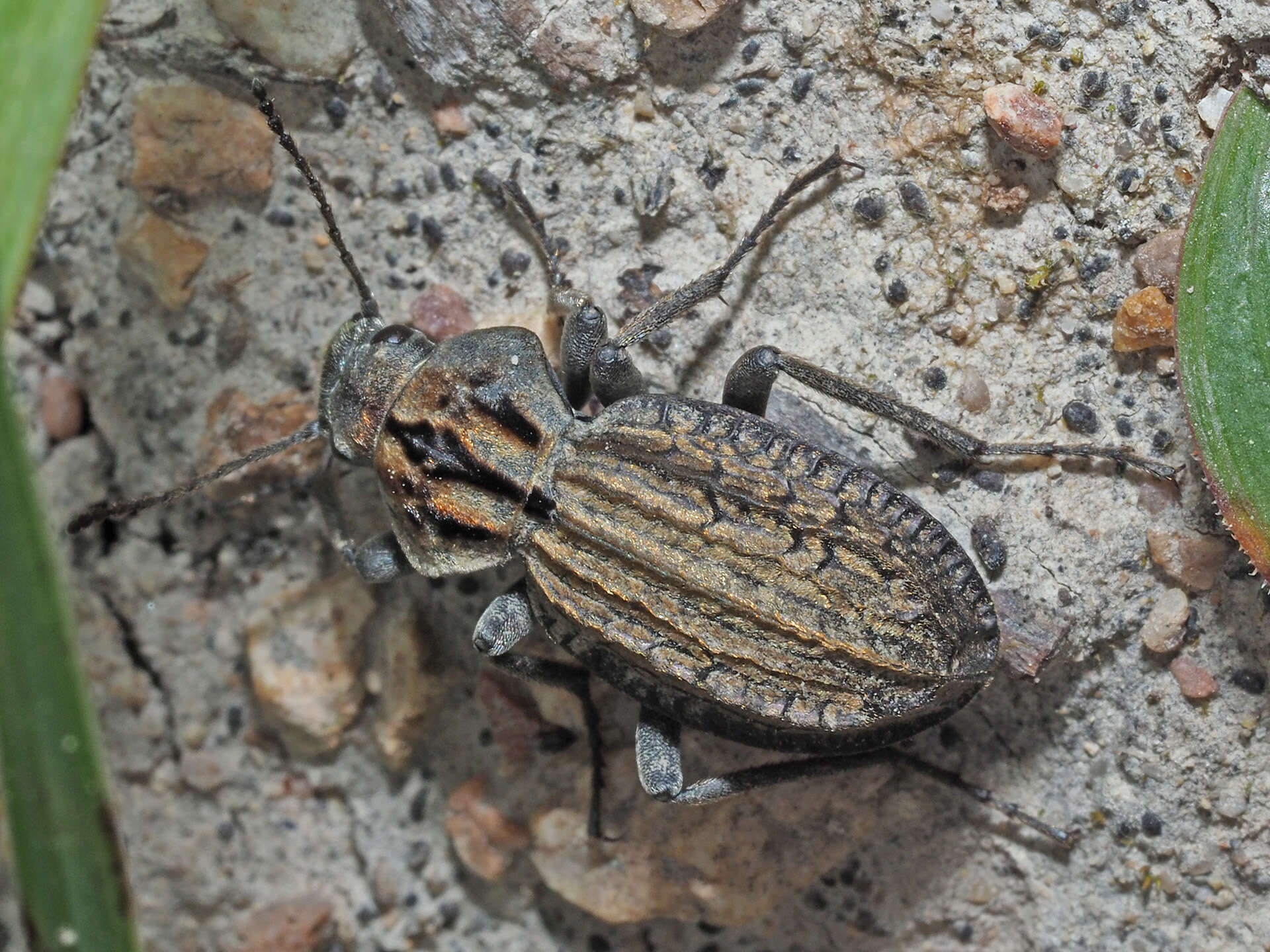 Image of Trachynotus reticulatus (De Geer 1778)