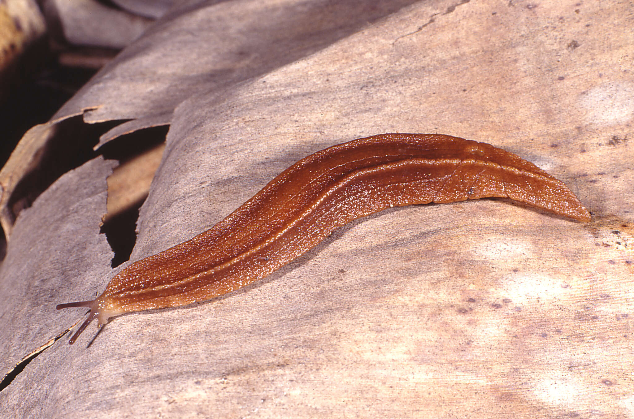 Image of Chlamydephorus sexangulus (H. Watson 1915)