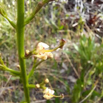 Image of Stylidium crassifolium R. Br.