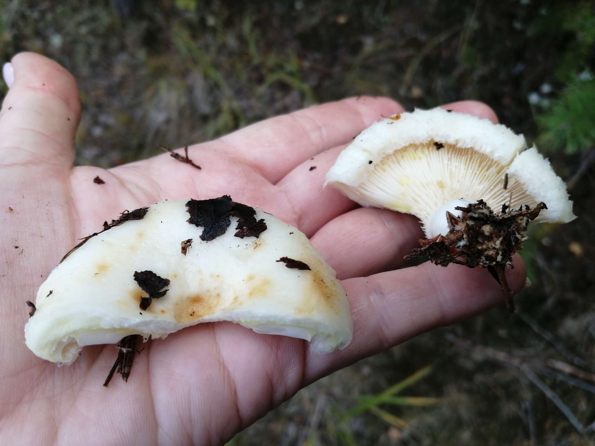 Image of Lactarius aquizonatus Kytöv. 1984