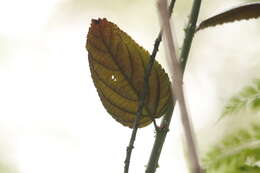 Image of Rubus pirifolius Sm.