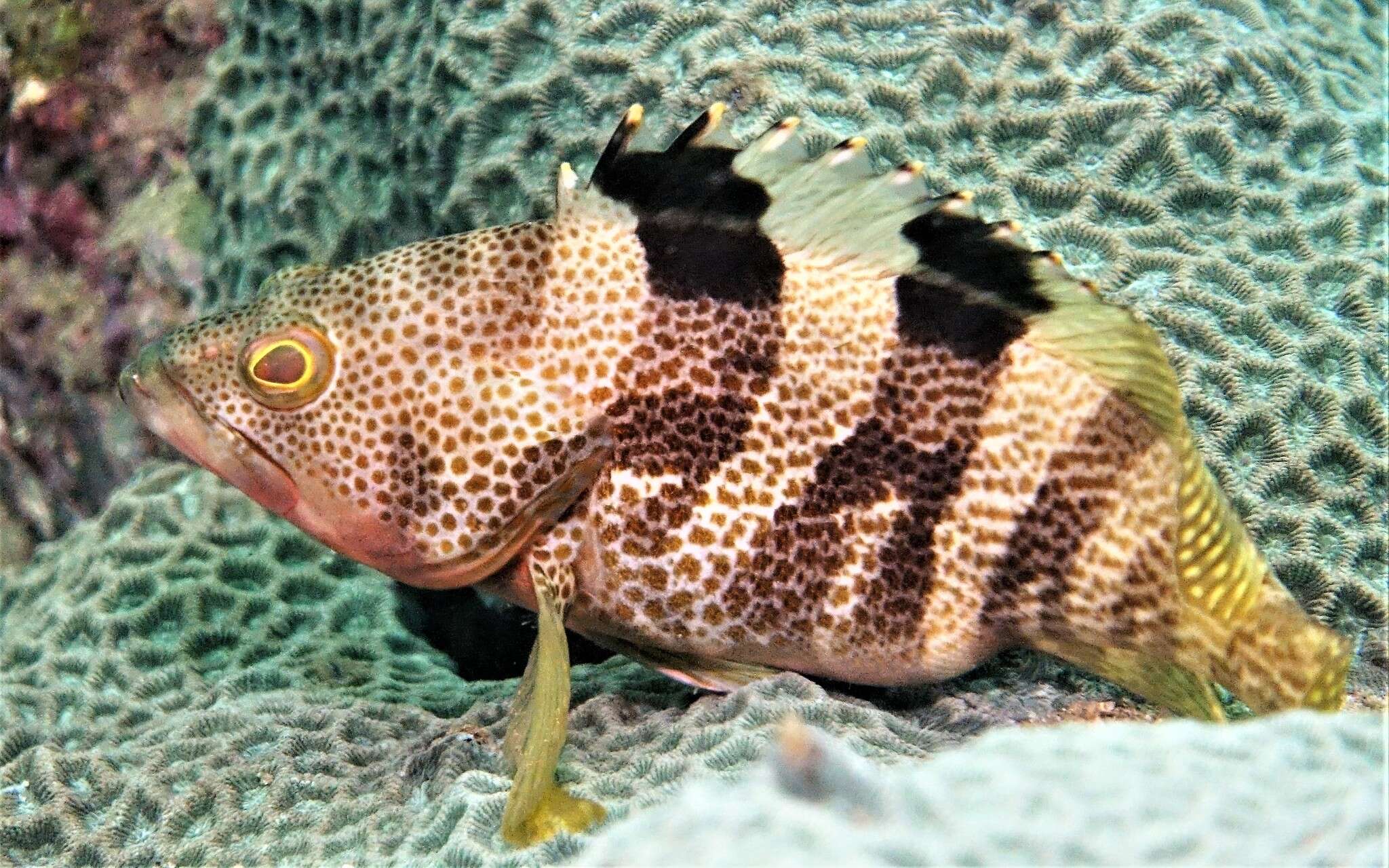 Image of Banded reef-cod