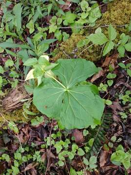 Image of Trillium erectum var. erectum