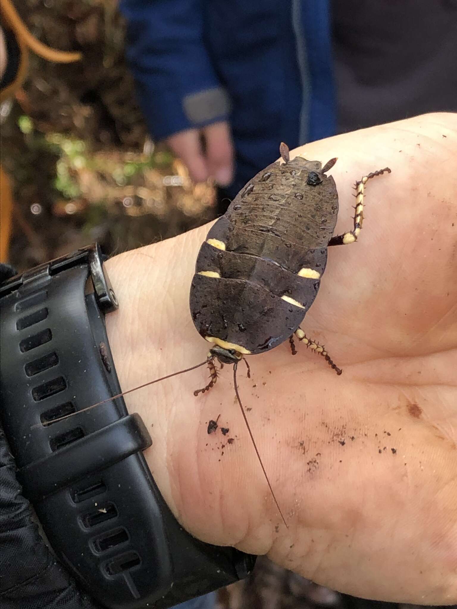 Image of native cockroach ( Australia )