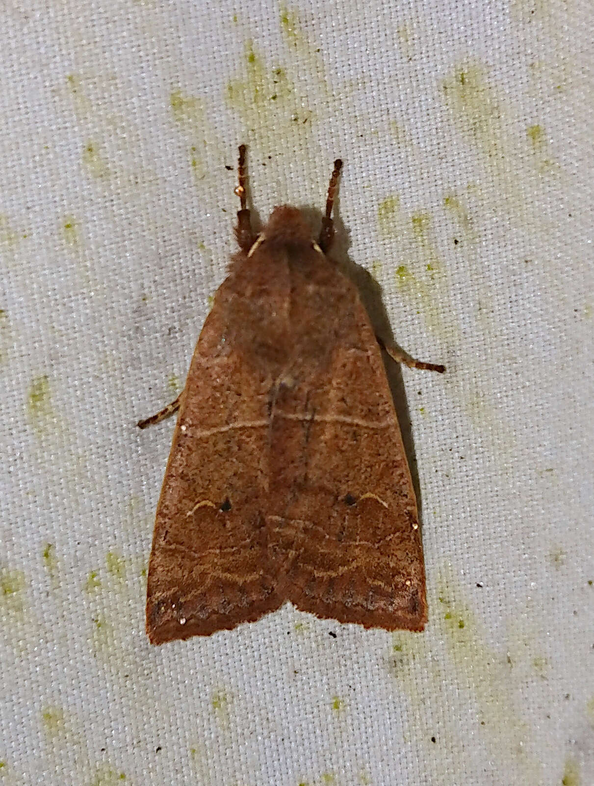 Image of Morrison's Sallow