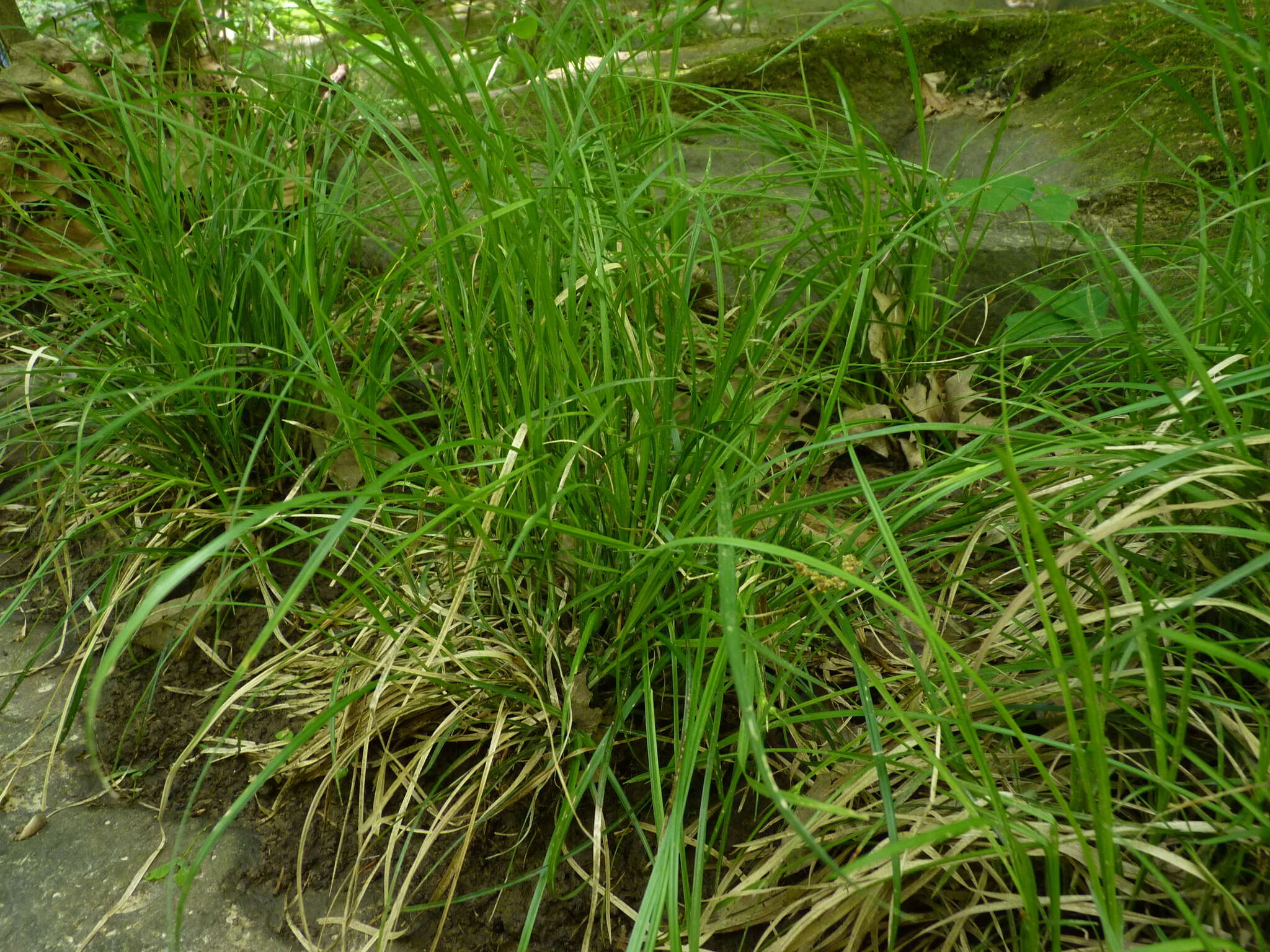 Image of James' sedge