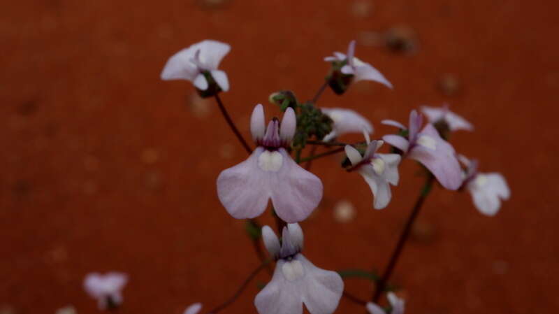 صورة Nemesia saccata E. Mey. ex Benth.