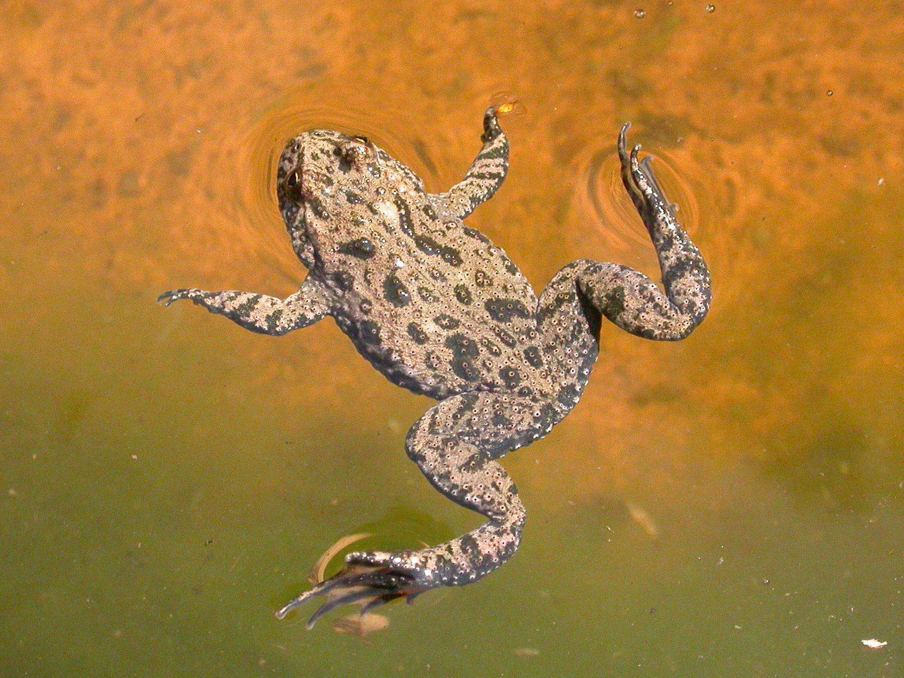 Image of Fire-bellied Toad