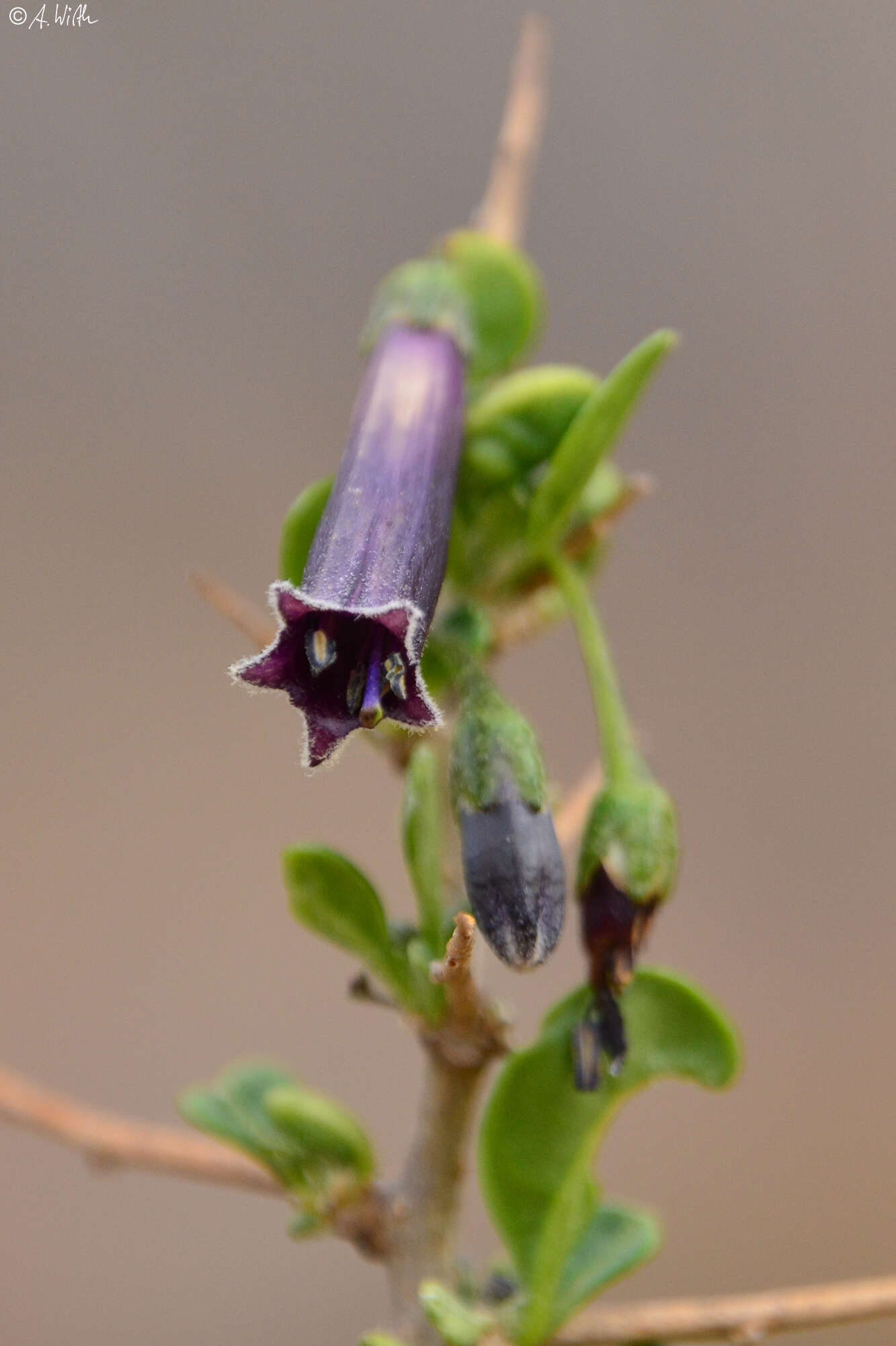 Image of Dunalia brachyacantha Miers