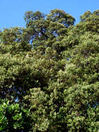 Image of Kermadec pohutukawa