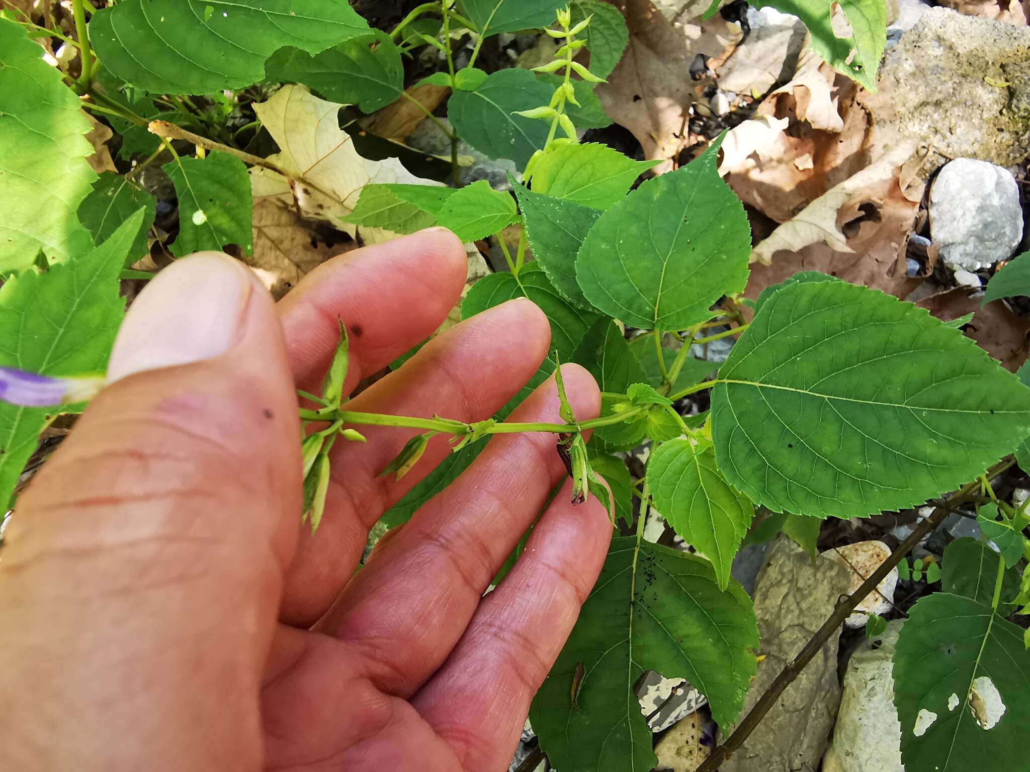 Imagem de Salvia caudata Epling