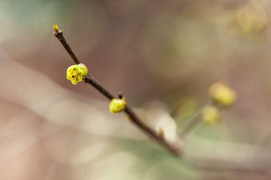 Image of northern spicebush