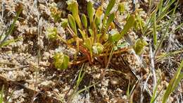 Image de Claytonia parviflora subsp. utahensis (Rydberg) John M. Miller & K. L. Chambers