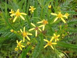 صورة Nemosenecio formosanus (Kitam.) B. Nord.