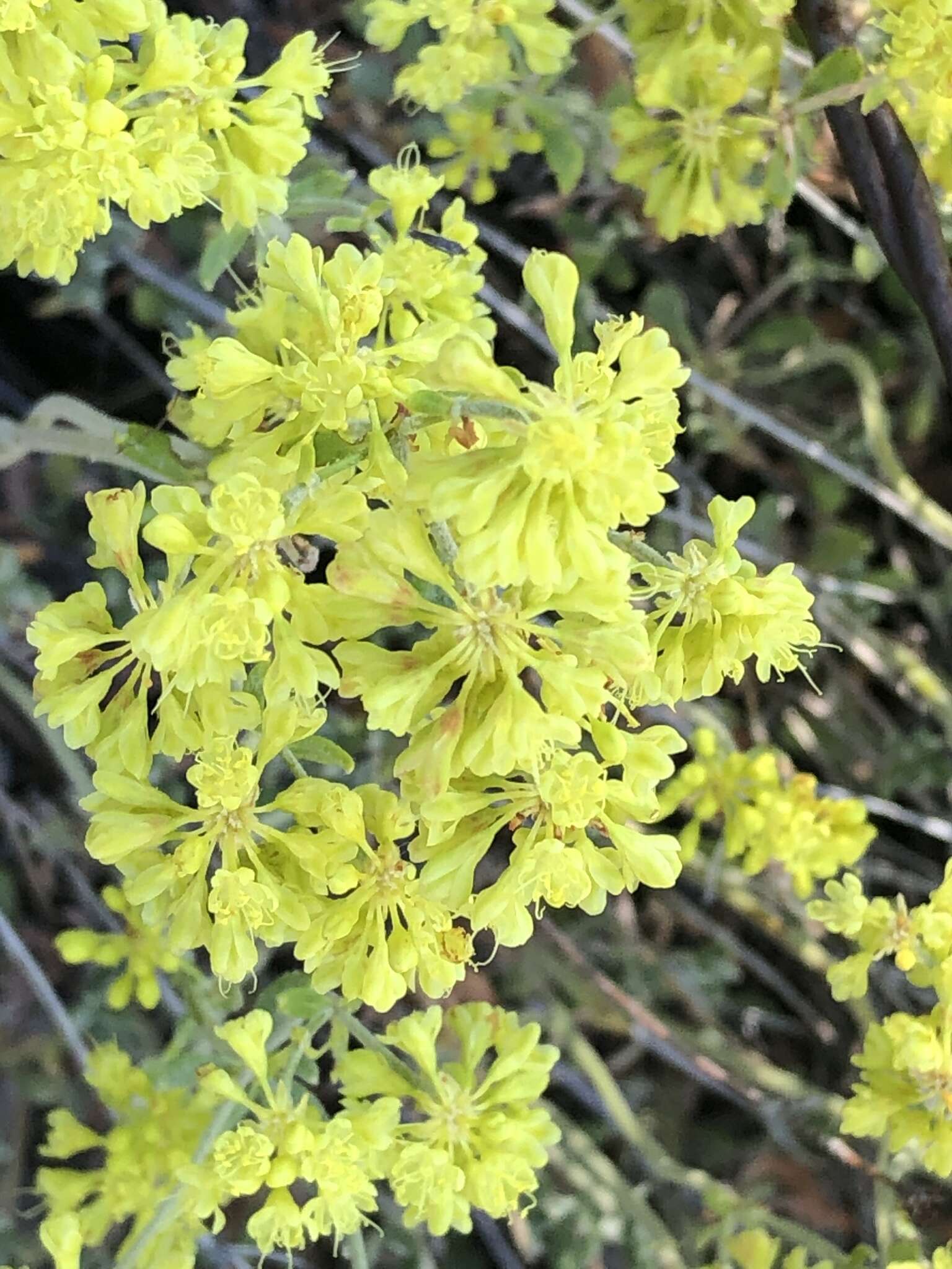 Image of Munz's buckwheat