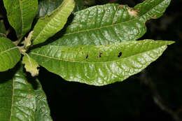 Image of Morella pubescens (Humb. & Bonpl. ex Willd.) Wilbur