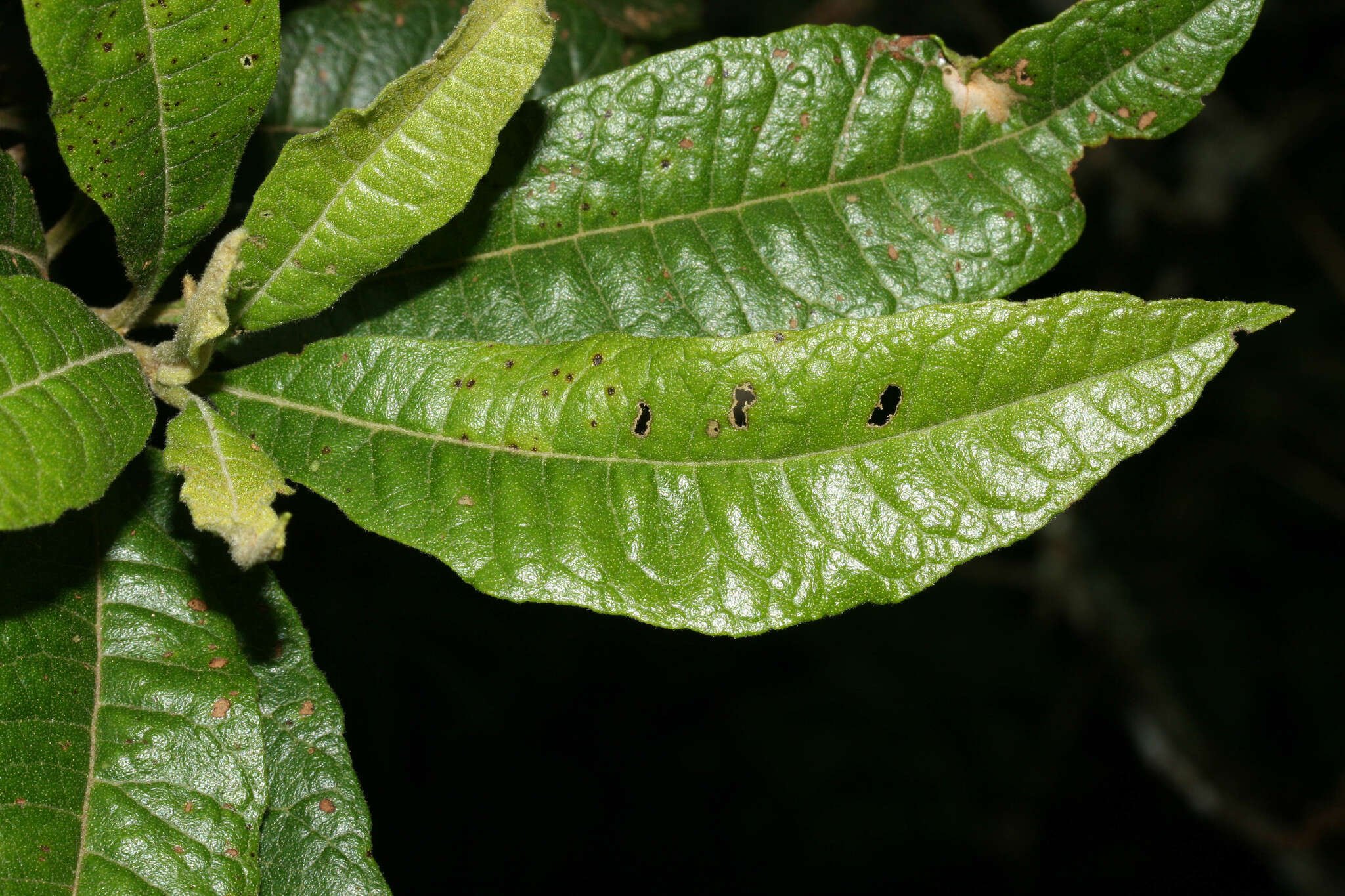 Plancia ëd Morella pubescens (Humb. & Bonpl. ex Willd.) Wilbur