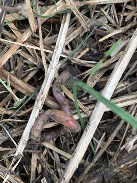 Image of Earthworm