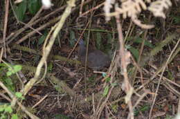 Image of Hooded Tinamou