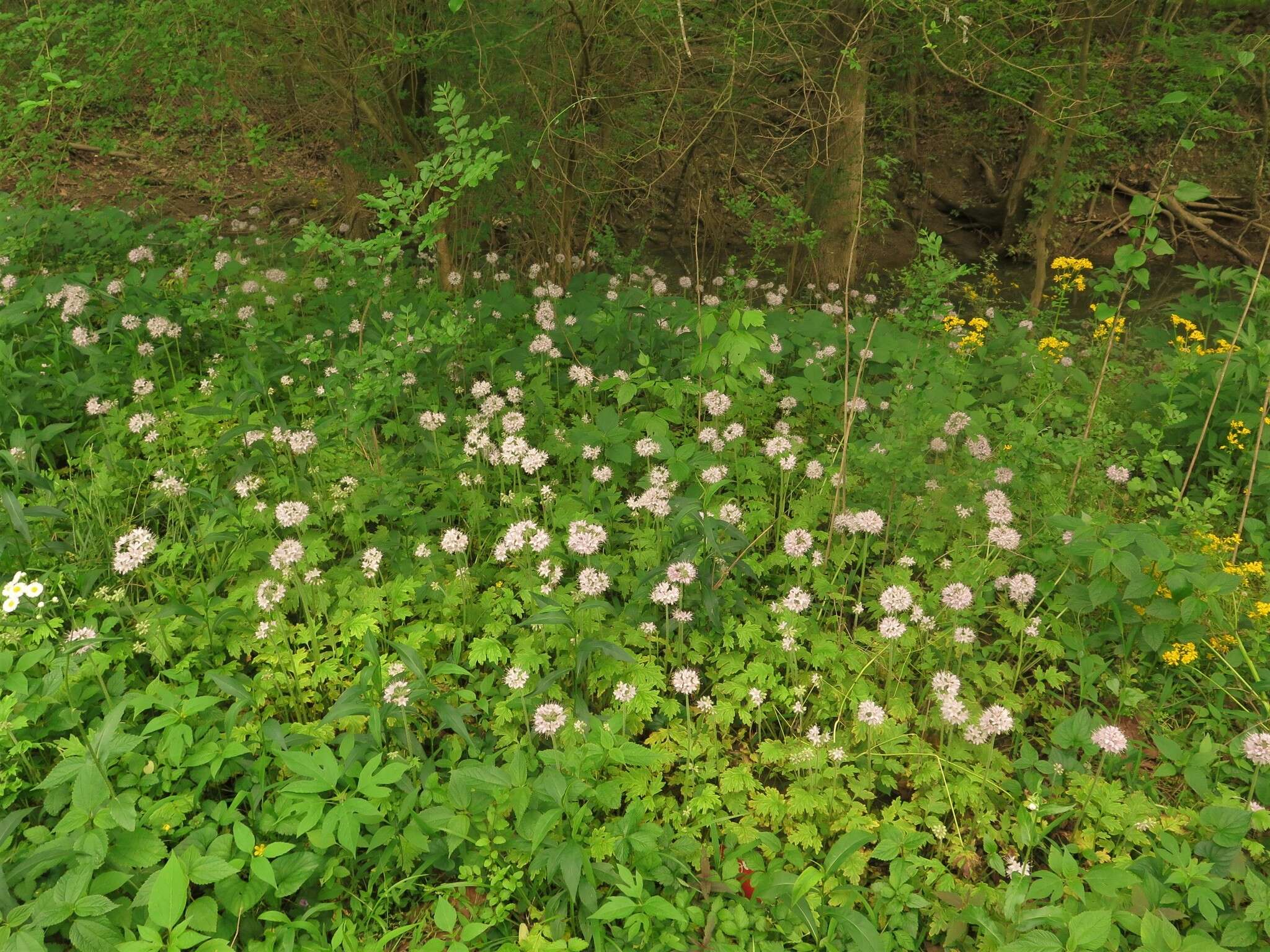 Image de Hydrophyllum brownei R. Kral & V. Bates