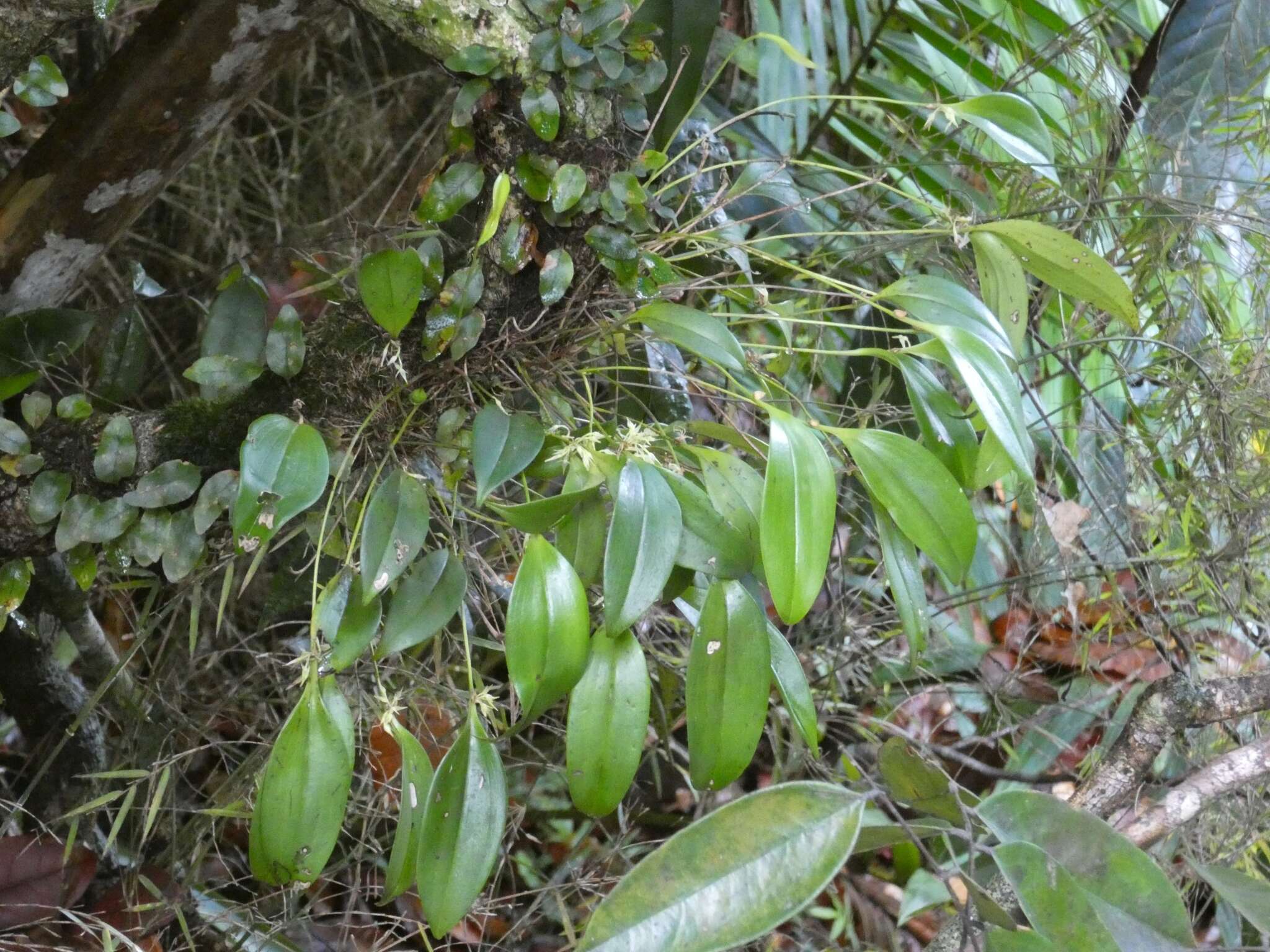 Image of Green bonnet orchid