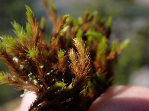 Image of Grimmia ramondii Margadant 1972