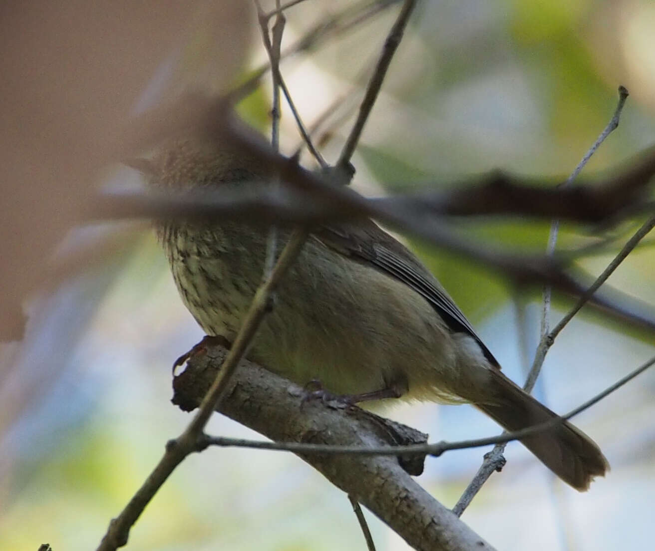 Image of Brown Thornbill