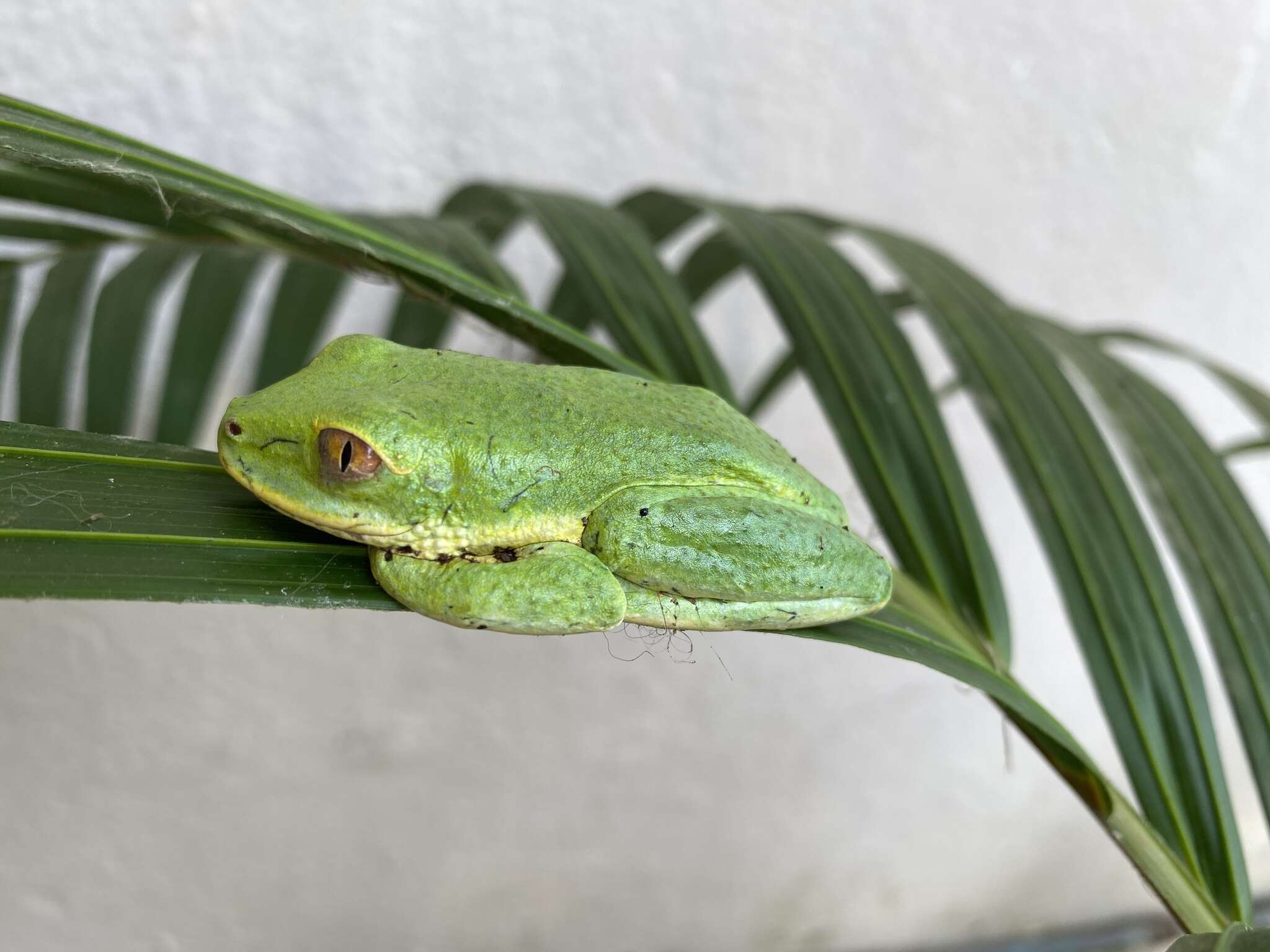 Image of Seychelles Tree Frog