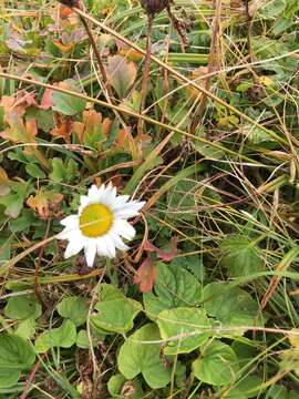 Image of arctic daisy