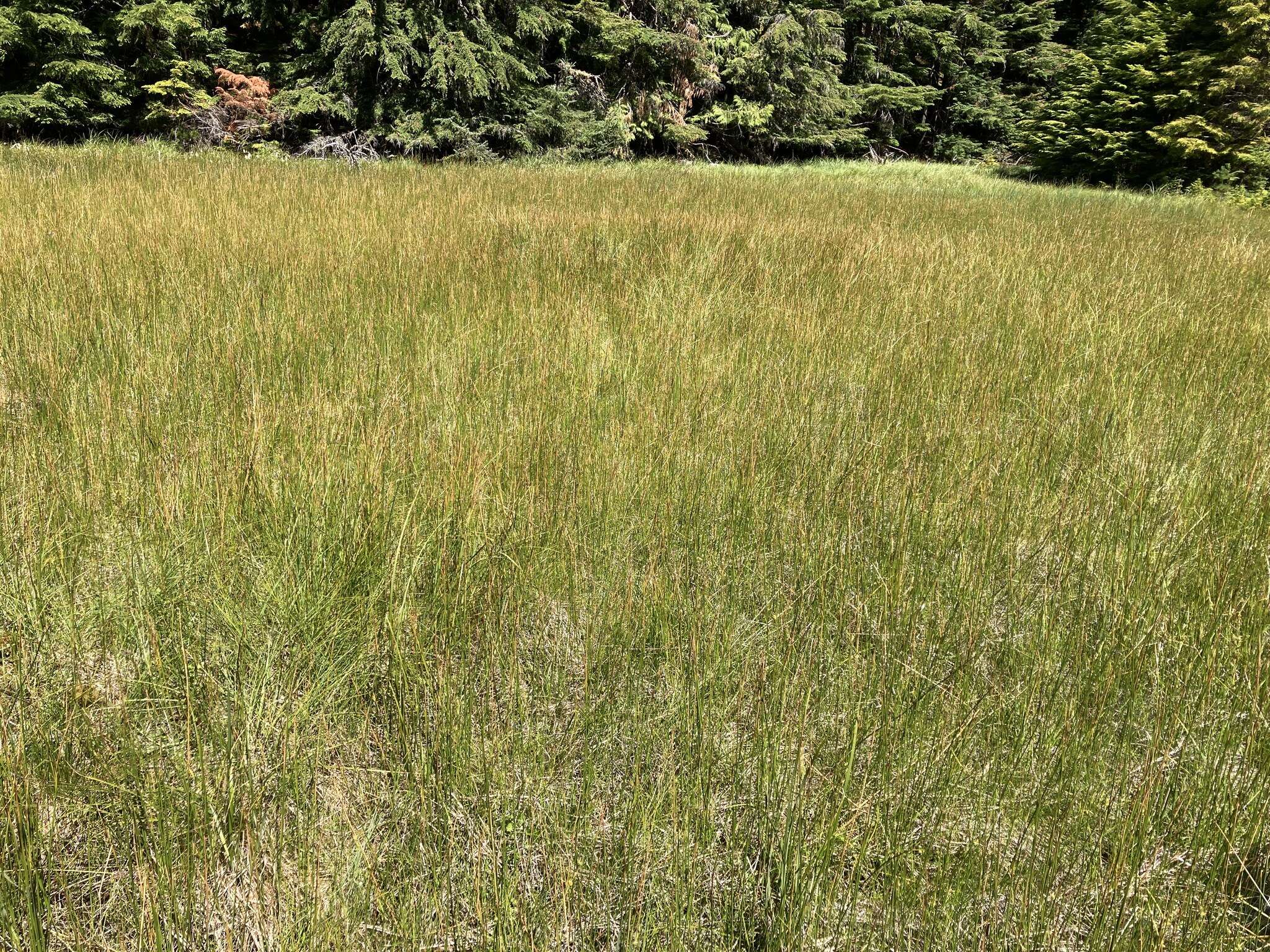 Image of water sedge