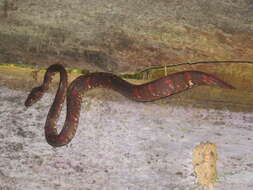 Image of Corallus blombergi (Rendahl & Vestergren 1941)