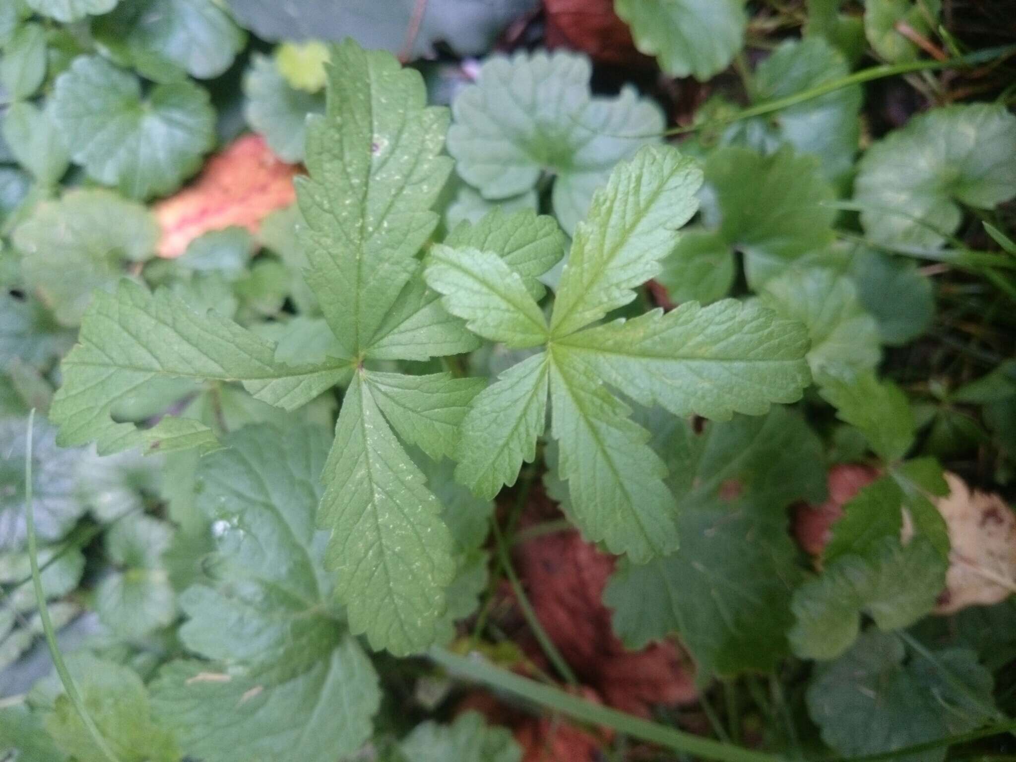 Image of creeping cinquefoil