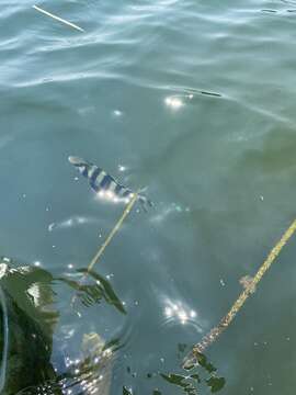 Image of Banded Rudderfish