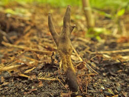 Слика од Xylaria friesii Læssøe 1992