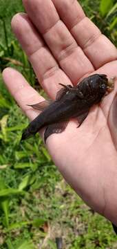 Image of Lophogobius