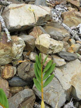 Image of Epidendrum blepharistes Barker ex Lindl.