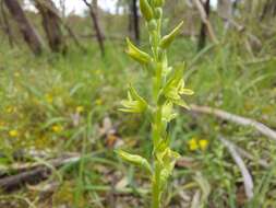 Image of Prasophyllum pallidum Nicholls