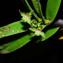 Image of Orleanesia amazonica Barb. Rodr.