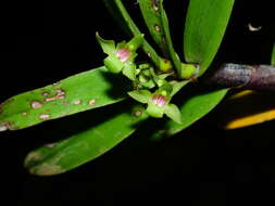 Image of Orleanesia amazonica Barb. Rodr.