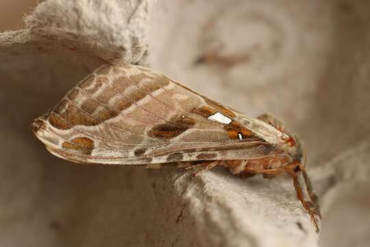 Image of Silver-spotted Ghost Moth